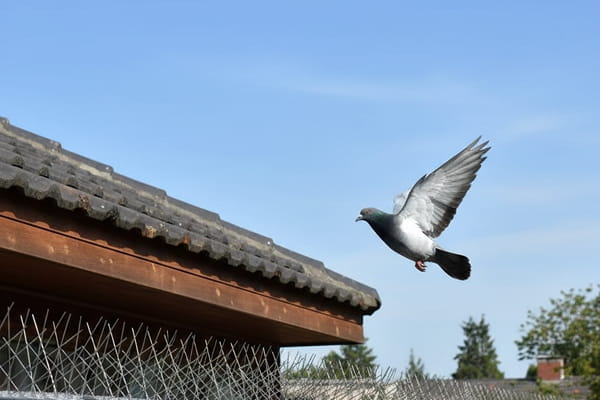 Pulu lentää räystään läheisyydessä