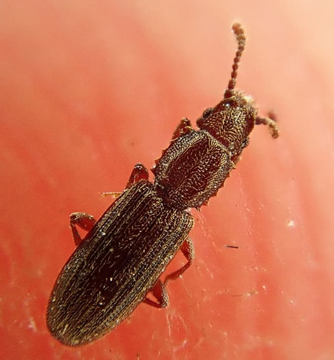 Riisihärö torjunta