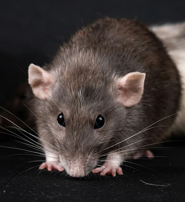 Rottien torjunta
