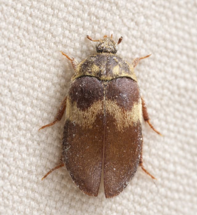 Turkiskuoriaisen torjunta