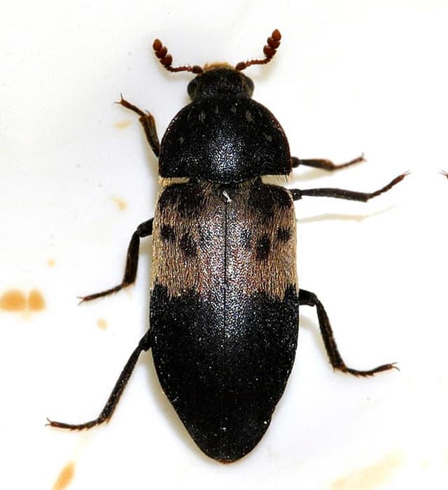 Vyöihrakuoriaisen torjunta