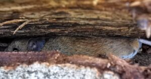 Hiirten karkoitus etikalla