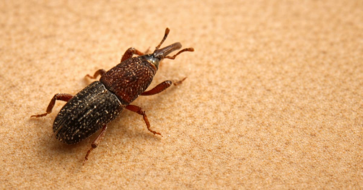 Pieni ruskea kuoriainen sisällä