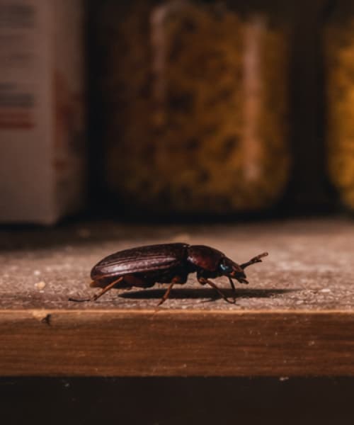 Pienet kovakuoriaiset sisällä