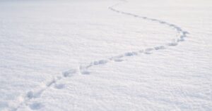 Rotan jäljet lumessa