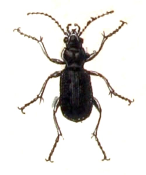 Maakiitäjäinen